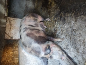 Scroafă de vânzare în Vrancea comuna obrejita  - imagine 4