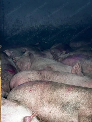 Porci de vânzare  - imagine 2