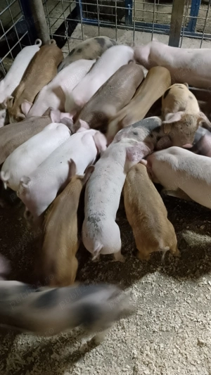 Purcei de la 20 kg 450 lei