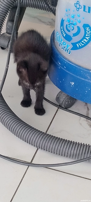 Pisicuti drăgălași  - imagine 2 Pisicuti drăgălași  - imagine 2