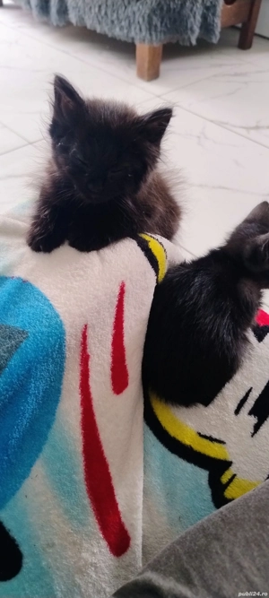 Pisicuti drăgălași  - imagine 3 Pisicuti drăgălași  - imagine 3