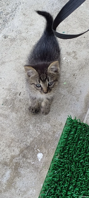 Pisicuti drăgălași