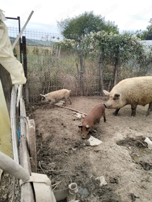 Vand purcelusi mangalita rasa 4 luni, Cruset Gorj