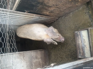 vand scoafa  - imagine 2