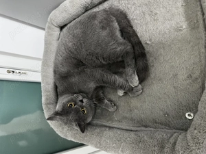 Vând femela british shorthair cu accesorii bonus