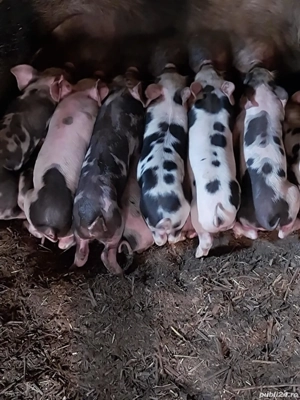 Scroafa cu Purcei - imagine 2