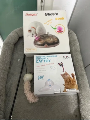 Vând femela british shorthair cu accesorii bonus  - imagine 3