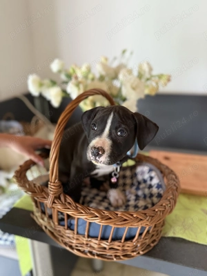 De vânzare pui Amstaff