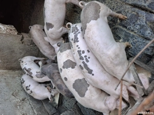 vand purcei  - imagine 4