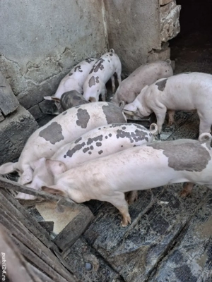 vand purcei  - imagine 3