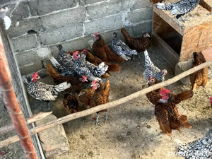 Vand pui Sebright  - imagine 3