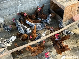 Vand pui Sebright  - imagine 5