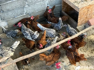 Vand pui Sebright  - imagine 4