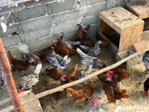 Vand pui Sebright  - imagine 2