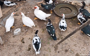 vand rațe 50 RON rața,  80 RON rățoiul 