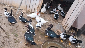 vand rațe 50 RON rața,  80 RON rățoiul  - imagine 3