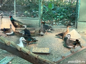 Vand Rate Mandarine si Caroline