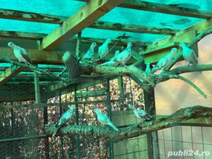 Vand turturele zazatoare - imagine 3 Vand turturele zazatoare - imagine 3