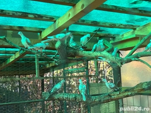 Vand turturele zazatoare - imagine 2 Vand turturele zazatoare - imagine 2