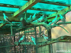 Vand turturele zazatoare - imagine 4 Vand turturele zazatoare - imagine 4