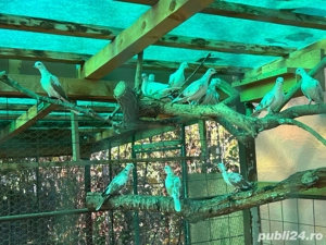 Vand turturele zazatoare - imagine 5 Vand turturele zazatoare - imagine 5