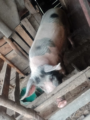 Porci crescuți natural 170 kg