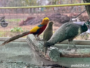 Vand pereche fazani auriu pe rosu - imagine 3