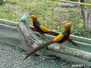 Vand pereche fazani auriu pe rosu