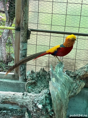 Vand pereche fazani auriu pe rosu - imagine 4