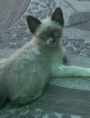 donez 4 puiuți de pisica iar 2 adulte femele, puiuții au 6 7 luni