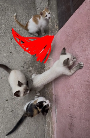 donez 4 puiuți de pisica iar 2 adulte femele, puiuții au 6 7 luni - imagine 2