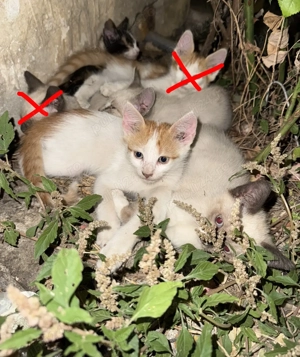 donez 4 puiuți de pisica iar 2 adulte femele, puiuții au 6 7 luni - imagine 3