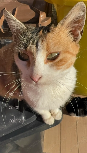 donez 4 puiuți de pisica iar 2 adulte femele, puiuții au 6 7 luni - imagine 5