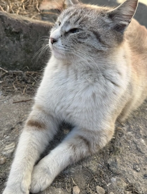 donez 4 puiuți de pisica iar 2 adulte femele, puiuții au 6 7 luni - imagine 4