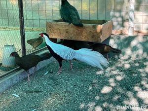 Vand fazani arginti - imagine 3