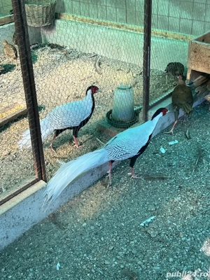 Vand fazani arginti - imagine 2