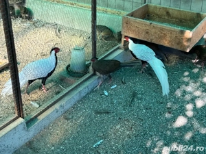 Vand fazani arginti - imagine 4