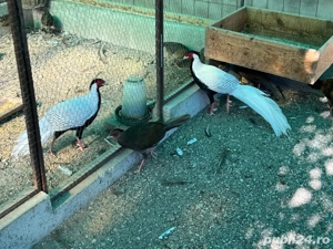 Vand fazani arginti - imagine 5