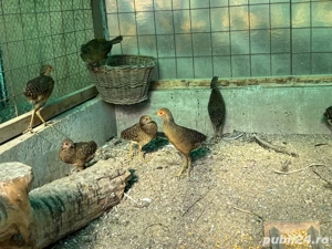 Vand pui fazani auriu pe rosu - imagine 2 Vand pui fazani auriu pe rosu - imagine 2