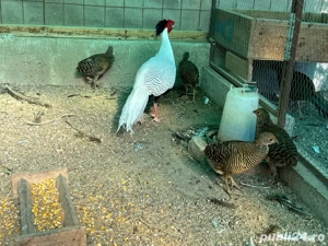 Vand pui fazani auriu pe rosu - imagine 3 Vand pui fazani auriu pe rosu - imagine 3