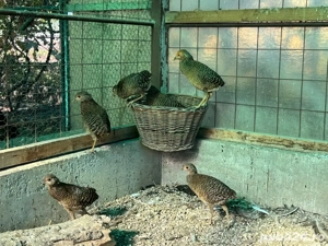 Vand pui fazani auriu pe rosu