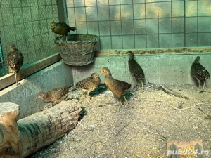 Vand pui fazani auriu pe rosu - imagine 5 Vand pui fazani auriu pe rosu - imagine 5