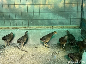 Vand pui fazani auriu pe rosu - imagine 4 Vand pui fazani auriu pe rosu - imagine 4