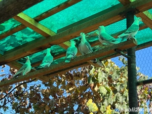 Vand porumbei satineti pe albastru - imagine 5