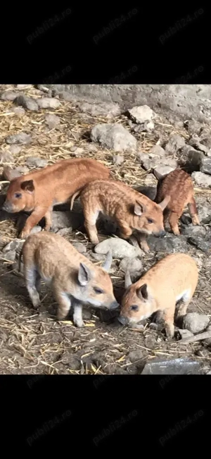 Mangalita de vanzare - imagine 3