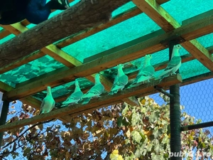 Vand porumbei satineti pe albastru - imagine 4