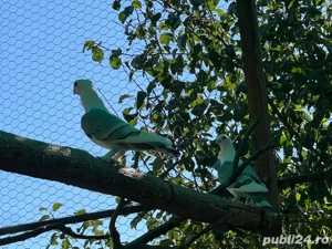 Vand porumbei satineti pe albastru - imagine 3