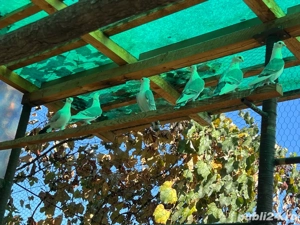 Vand porumbei satineti pe albastru - imagine 2