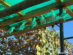 Vand porumbei satineti pe albastru