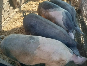 Vând porci de carne între 100 -150 kg preț 13 lei kg